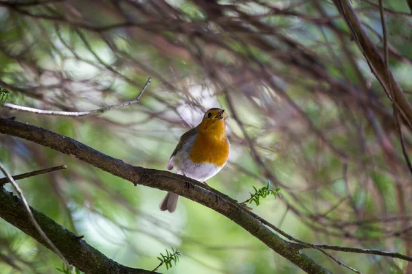 Robin kırmızı meme (Erithacus rubecula) — Stok fotoğraf