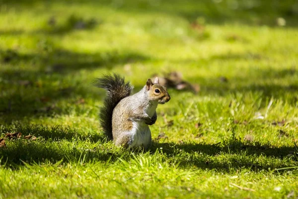 Серый белок (Sciurus carolinensis) — стоковое фото