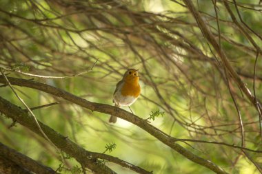 Robin kırmızı meme (Erithacus rubecula)