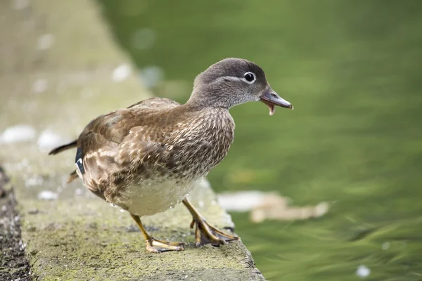 Female Mandarin Duck (Aix galericulata) — Stock Photo, Image