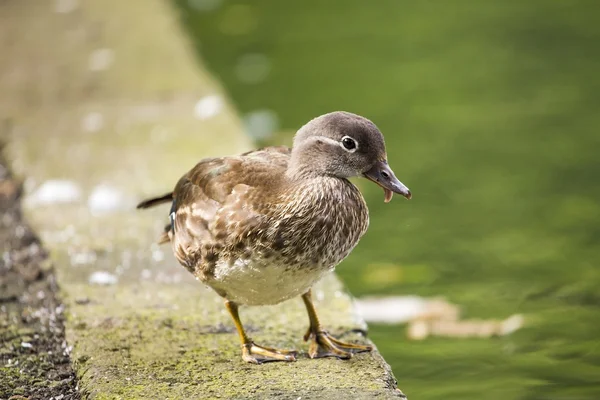 Female Mandarin Duck (Aix galericulata) — Stock Photo, Image