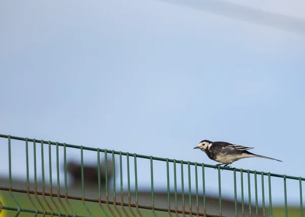 Bachstelze (motacilla alba)) — Stockfoto