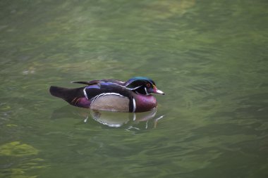 Ahşap ördek (AIX sponsa)