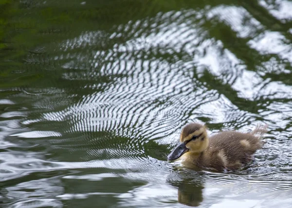 Duckling in pond — Stock Photo, Image