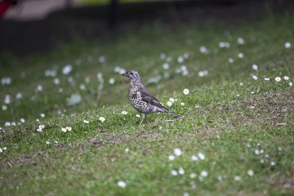 Mistle Thrush (Turdus Viscivorus) ) — стоковое фото