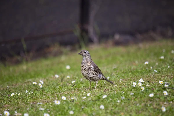 Tordo do Mistle (Turdus Viscivorus ) — Fotografia de Stock