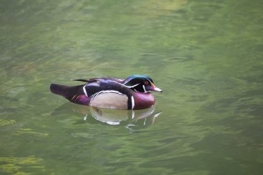 Ahşap ördek (AIX sponsa)