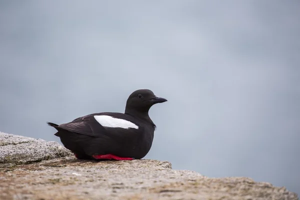 Guillemot negro (cepphus grylle ) —  Fotos de Stock