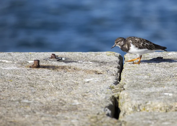 Steenloper (arenaria interpres) — Stockfoto