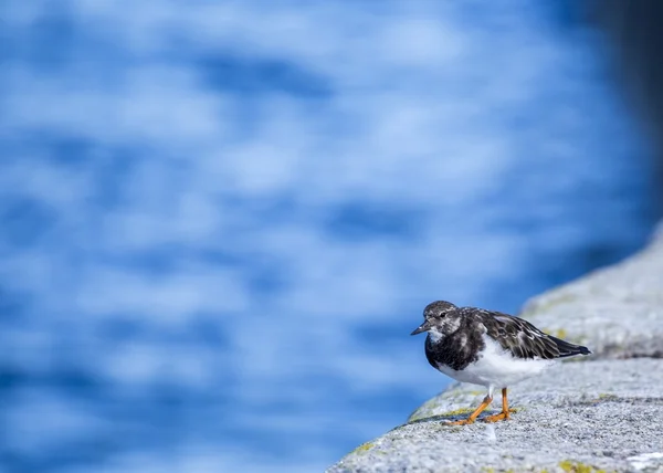 Turnstone (Arenaria interpres) — Stock Photo, Image