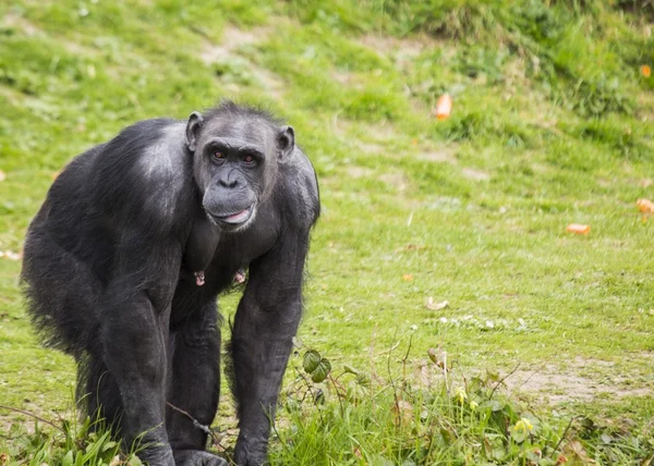 Scimpanzé (Pan trogloditi ) — Foto Stock