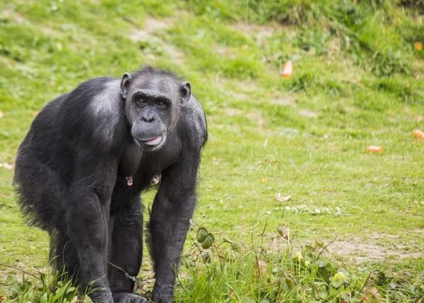 Chimpancé (Pan trogloditas ) — Foto de Stock