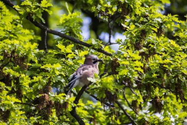 Avrasya alakargası (Garrulus glandarius)
