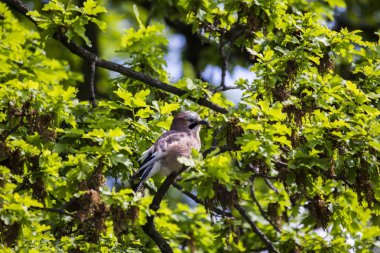 Avrasya alakargası (Garrulus glandarius)