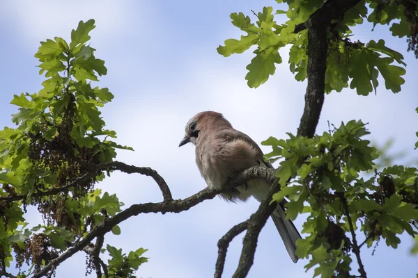 Słoik eurazjatycki (Garrulus glandarius)) — Zdjęcie stockowe