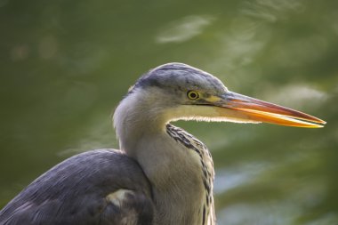 Gri Heron (Ardea cinerea)