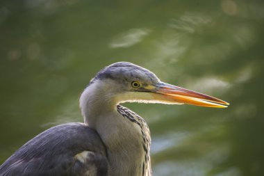 Gri Heron (Ardea cinerea)