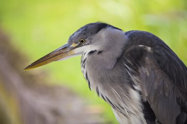 Gri Heron (Ardea cinerea)