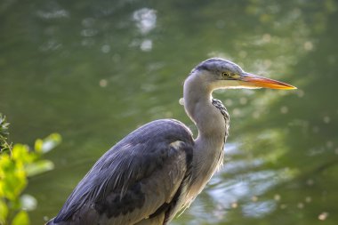 Gri Heron (Ardea cinerea)