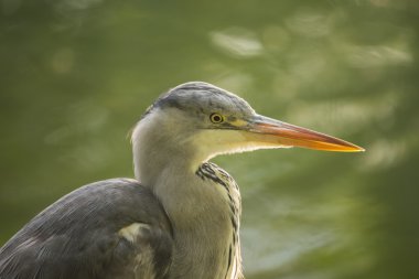 Gri Heron (Ardea cinerea)