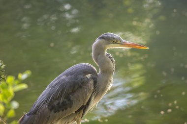 Gri Heron (Ardea cinerea)