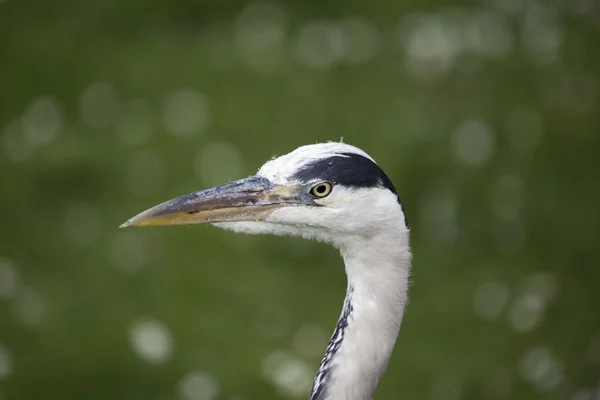 Grey Heron (Ardea cinerea) — Stock Photo, Image