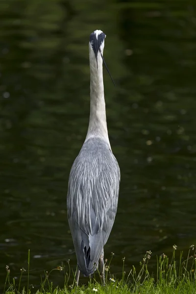 Gri Heron (Ardea cinerea) — Stok fotoğraf