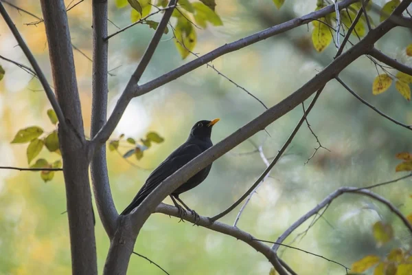 Pássaro-preto (Turdus merula) — Fotografia de Stock