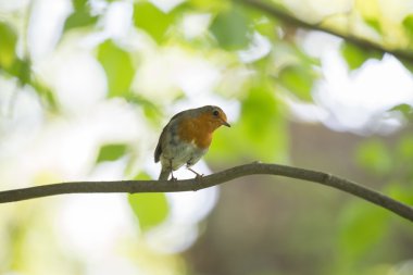 Robin kırmızı meme (Erithacus rubecula)