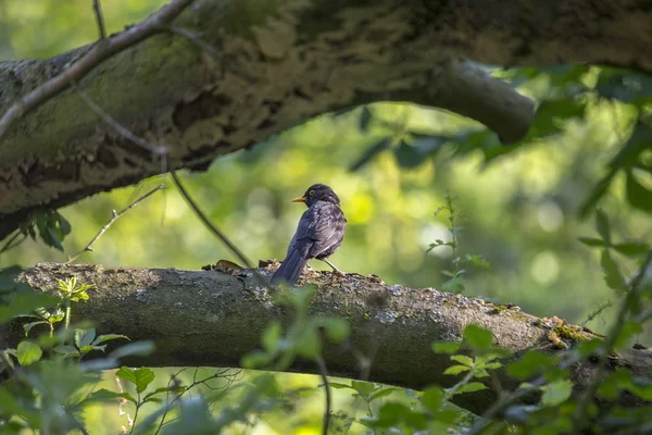 Blåsfåglar (Turdus merula)) — Stockfoto