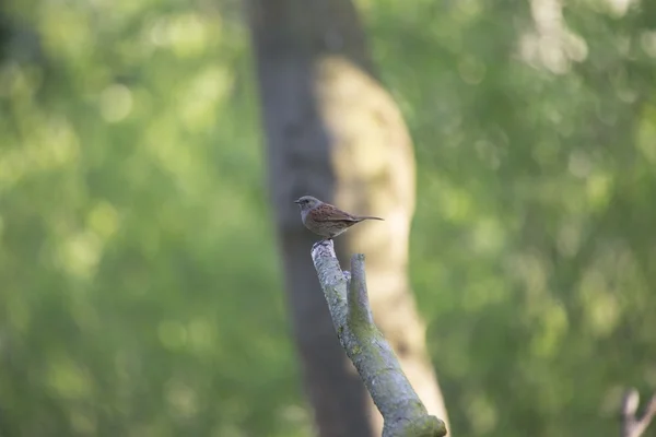 Pěvuška modrá (prunella modularis) — Stock fotografie