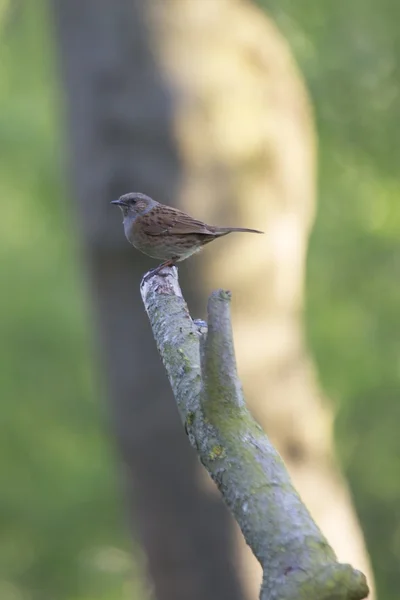 Dunnock (Prunella modularis) ) — Photo