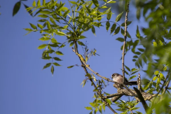 Dlouho sledoval tit (aegithalos caudatus) — Stock fotografie