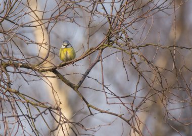 Eurasian blue tit (Cyanistes caeruleus)