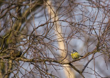 Eurasian blue tit (Cyanistes caeruleus)