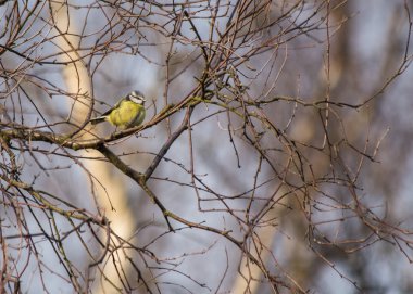 Eurasian blue tit (Cyanistes caeruleus)