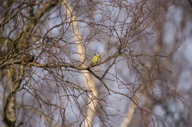 Eurasian blue tit (Cyanistes caeruleus)