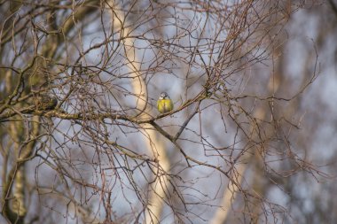 Eurasian blue tit (Cyanistes caeruleus)