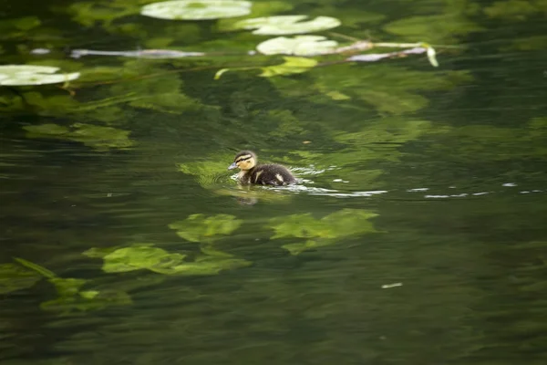 Entlein im Wasser — Stockfoto