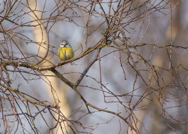 Tetta azzurra eurasiatica (Cyanistes caeruleus ) — Foto Stock