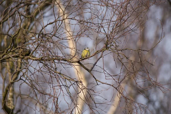 Eurasian blue tit (Cyanistes caeruleus) — Stock fotografie