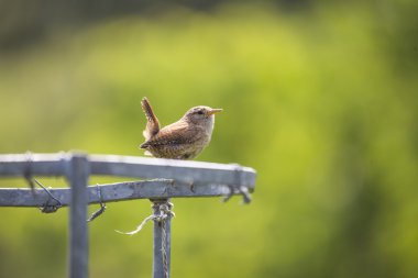 Wren Hanesi (troglodit aedon))
