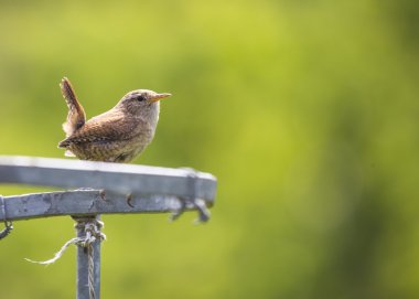 Wren Hanesi (troglodit aedon))