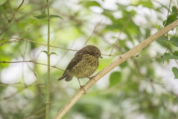 Bebé Robin Pecho Rojo (Erithacus rubecula ) — Foto de Stock