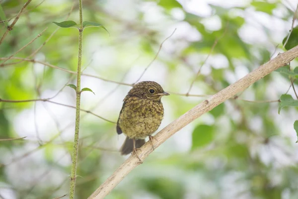 Bebé Robin Pecho Rojo (Erithacus rubecula ) —  Fotos de Stock