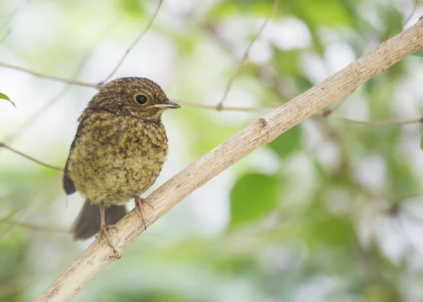 Baby Robin Red Breast (Erithacus rubecula) — Stock Photo, Image