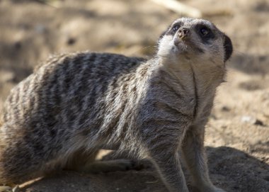 çöl faresi (suricata suricatta)