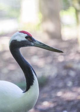 Kırmızı taç vinç (Grus japonensis