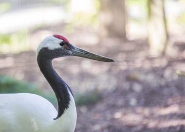 Kırmızı taç vinç (Grus japonensis