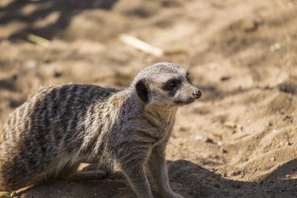 Erdmännchen (suricata suricatta)) — Stockfoto